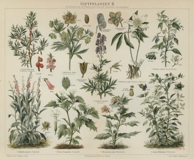 Plantas venenosas de German School