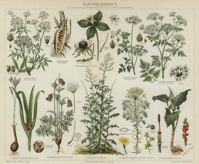 Plantas venenosas de German School