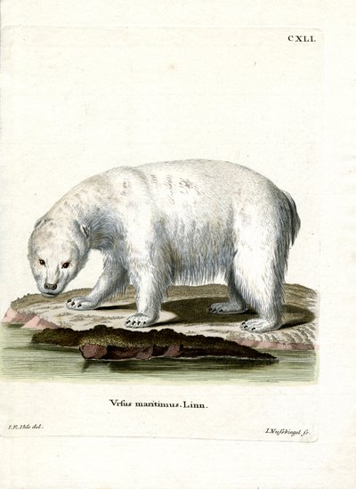 Oso Polar de German School