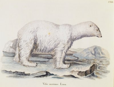 Oso polar (Ursus maritimus), de Mamíferos ilustrados de la naturaleza con descripciones, por Johann Christian Daniel von Schreber, grabado por IC Bock después de un dibujo de Marechal, volumen 3, tabla 141, Alemania de German School