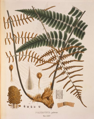 Polybotrya Pubens, tabla XXV de 