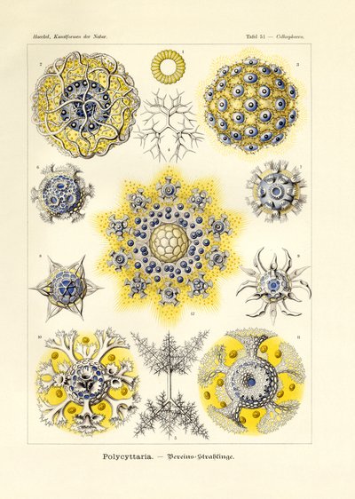 Polycytaria de German School