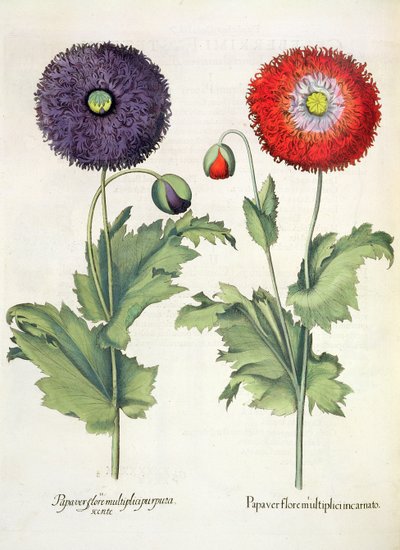 Amapolas: 1.Papaver flore multiplici incarnato; 2.Papaver flore multiplici purpurascente, del Hortus Eystettensis por Basil Besler (1561-1629), pub. 1613 de German School