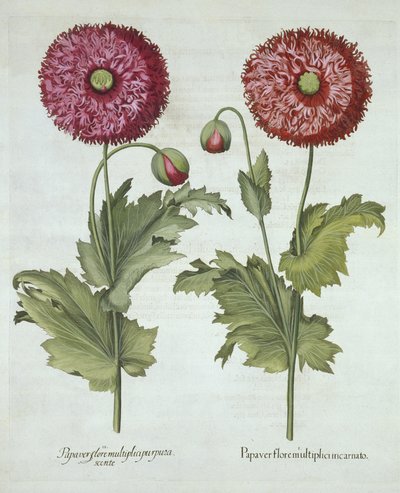 Amapolas, de Hortus Eystettensis, por Basil Besler (1561-1629) pub. 1613 de German School