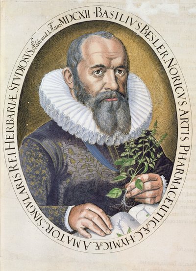 Retrato de Basil Besler (1561-1629) en 1612, del Hortus Eystettensis, pub. 1613 de German School