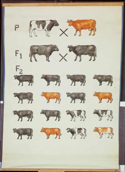 Póster que demuestra la Ley de Mendel en ganado de German School