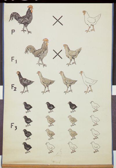 Póster que demuestra la Ley de Mendel en pollos de German School