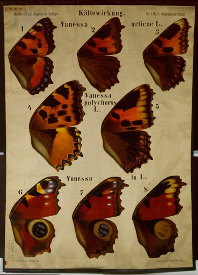 Póster que ilustra el efecto de la temperatura en diferentes tipos de mariposas de German School