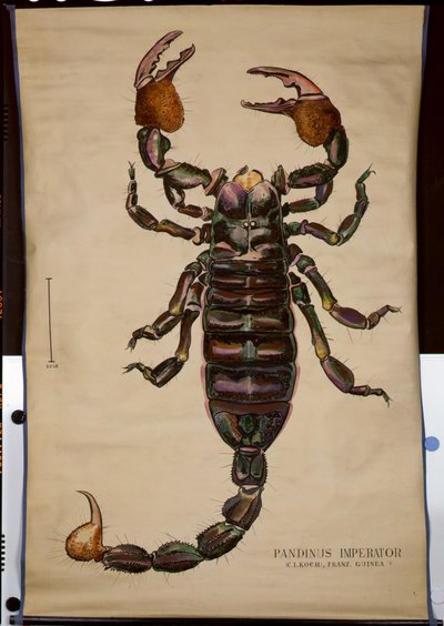 Póster de un Pandinus imperator de German School