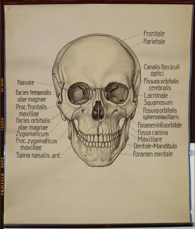Póster de un cráneo humano de German School