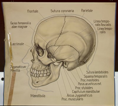 Póster de la vista lateral de un cráneo humano de German School