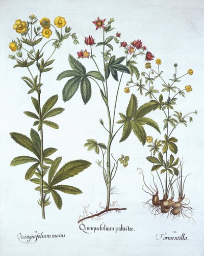 Potentillas, de Hortus Eystettensis, por Basil Besler, pub. 1613 de German School