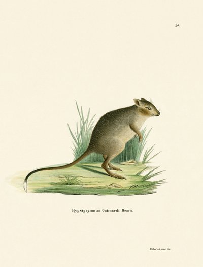 Potoroo de German School
