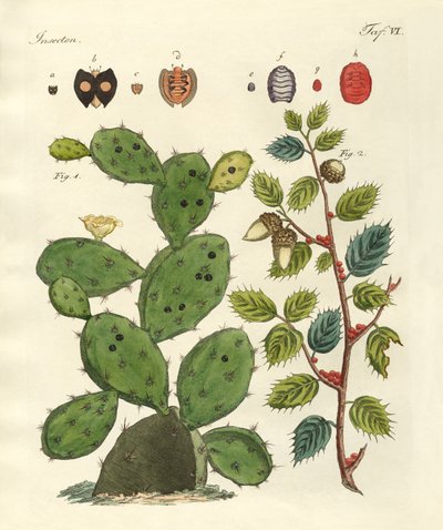 Insectos preciosos de German School