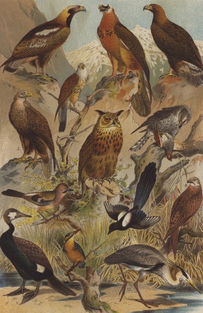 Aves de presa de German School
