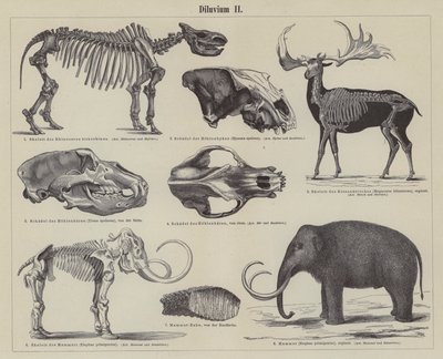 Animales prehistóricos (grabado) de German School