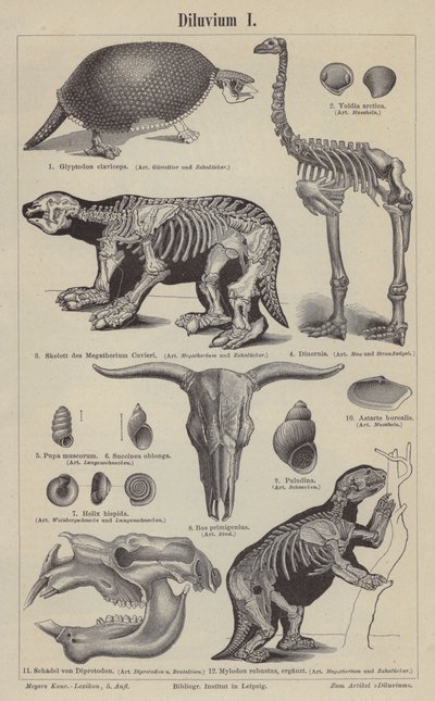 Animales prehistóricos de German School