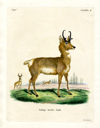 Antílope Pronghorn de German School