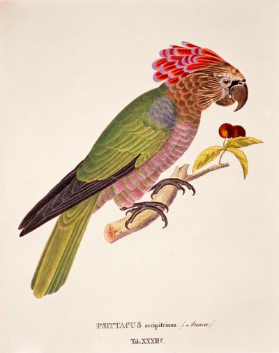 Psittacus Accipitrinus, tabla XXXII de 