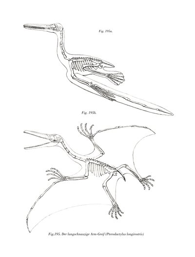 Pterodáctilo de German School