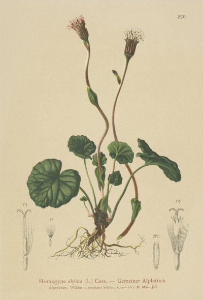 Pie de potro púrpura (Homogyne alpina) de German School