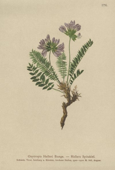 Oxytropis púrpura (Oxytropis Halleri) de German School