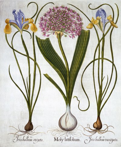 Sensación púrpura e iris españoles, de Hortus Eystettensis, por Basil Besler, pub. 1613 de German School