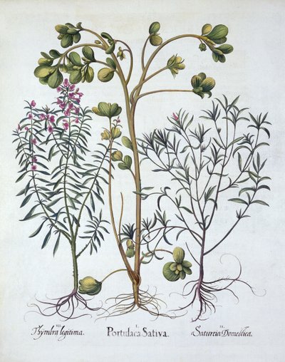 Verdolaga, Ajedrea de Verano y Ajedrea de Invierno, de Hortus Eystettensis, por Basil Besler (1561-1629), pub. 1613 de German School