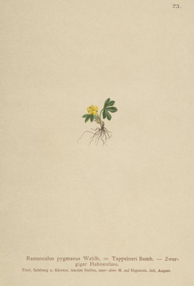 Ranúnculo pigmeo (Ranunculus pygmaeus, Ranunculus tappeineri, Ranunculus baerianus, Ranunculus pygmaeus var. Langeanu) de German School