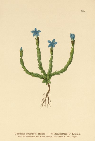 Genciana pigmea (Gentiana prostrata) de German School