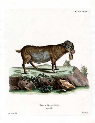 Cabra pigmea de German School