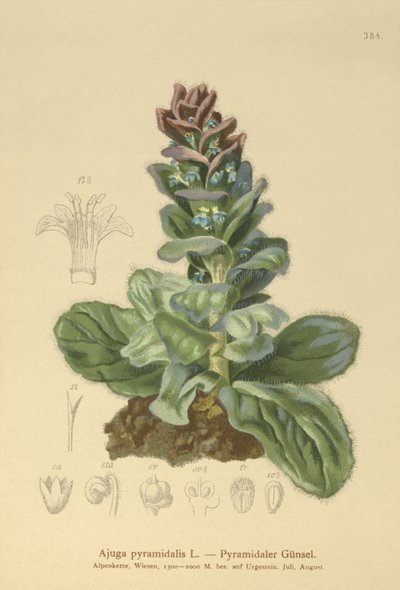 Bugula piramidal (Ajuga pyramidalis) de German School