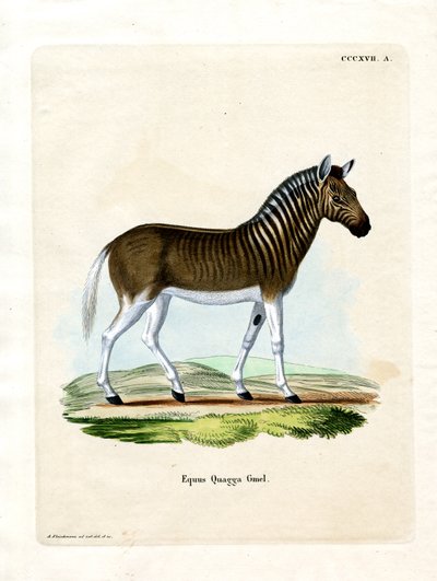Quagga de German School
