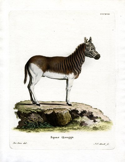 Quagga de German School