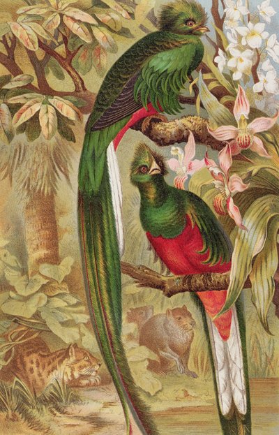 Quetzal, lámina de Brehms Tierleben: Allgemeine Kunde des Tierreichs, vol.5, p.6, publicada por Bibliographisches Institut, 1892 de German School