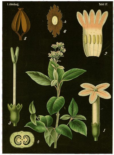 Árbol de quinina (Cinchona Calisaya) c.1890 de German School