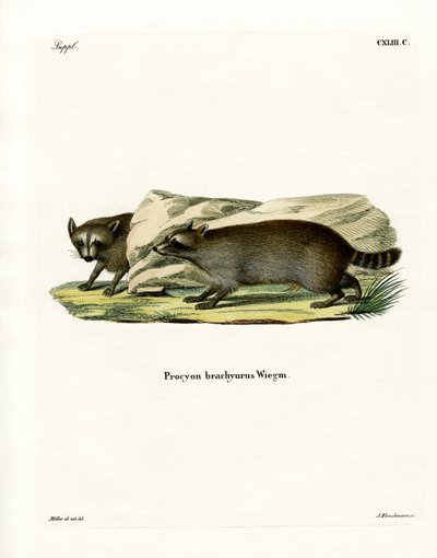 Mapache de German School