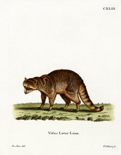 Mapache de German School