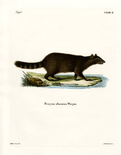 Mapache de German School