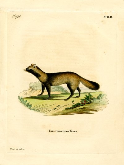 Perro Mapache de German School