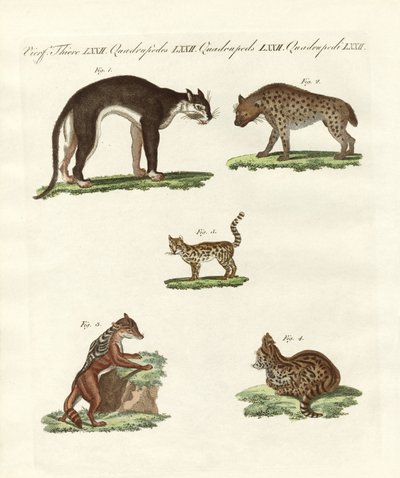 Animales rapaces de German School