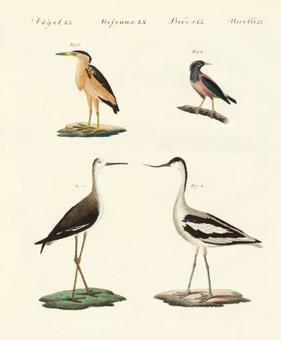 Aves raras alemanas de German School
