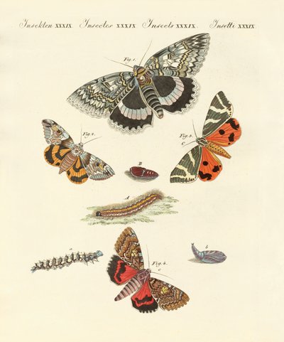 Mariposas nocturnas raras alemanas de German School