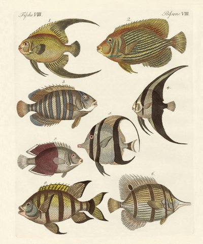 Peces raros de la India de German School