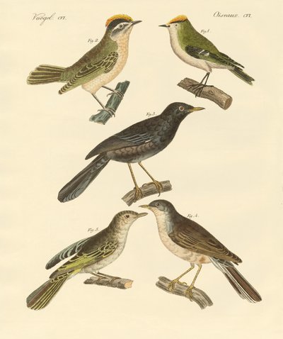 Aves raras y hermosas de Europa y Alemania de German School