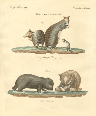 Animales raros en Australia de German School
