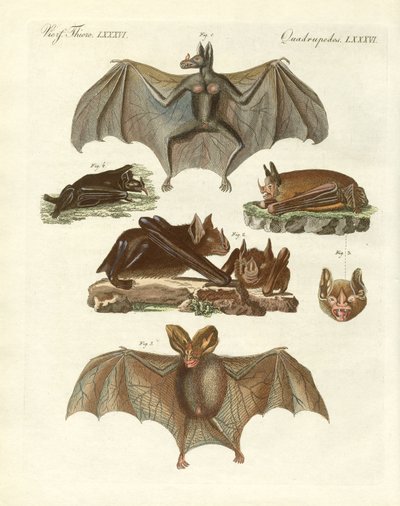 Murciélagos raros de German School