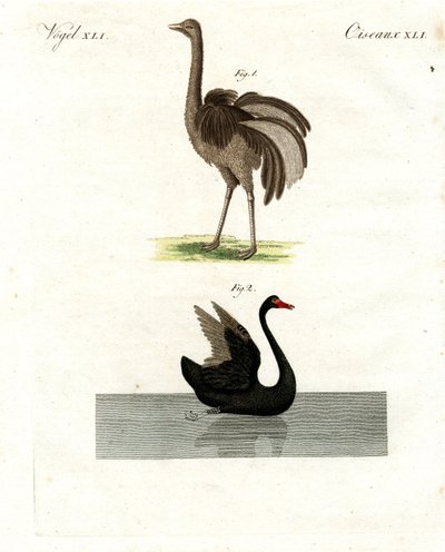 Aves raras de German School