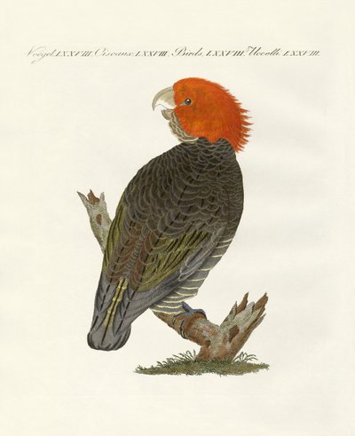 Aves raras de German School