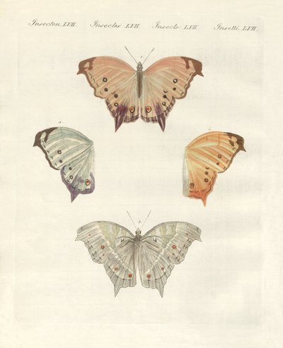 Mariposas raras de German School